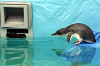 Penguin Diving into Pool, Oiled Wildlife Response Centre, Tauranga, NZ