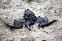 Rena Oil Spill Disaster, Tauranga, NZ