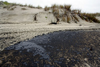 Rena Oil Spill Disaster, Tauranga, NZ