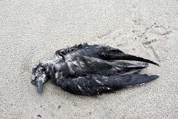 Dead Bird, Papamoa Beach, Rena Disaster, Oil Spill, Tauranga, New Zealand