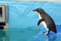 Penguin Diving into Pool, Oiled Wildlife Response Centre, Tauranga, NZ