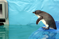 Penguin Diving into Pool, Oiled Wildlife Response Centre, Tauranga, NZ
