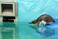 Penguin Diving into Pool, Oiled Wildlife Response Centre, Tauranga, NZ