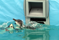 Penguin Diving into Pool, Oiled Wildlife Response Centre, Tauranga, NZ