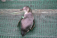 Rena Oil Spill Disaster, Tauranga, NZ