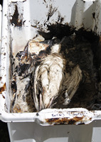 Rena Oil Spill Disaster, Tauranga, NZ