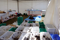 Rena Oil Spill Disaster, Tauranga, NZ