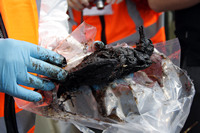 Rena Oil Spill Disaster, Tauranga, NZ