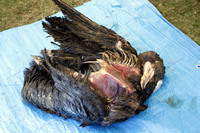 Rena Oil Spill Disaster, Tauranga, NZ