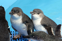 Oiled Wildlife Centre, Rena Oil Spill Disaster, Tauranga, NZ