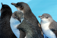 Oiled Wildlife Centre, Rena Oil Spill Disaster, Tauranga, NZ