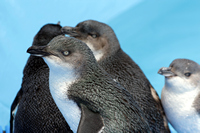 Oiled Wildlife Centre, Rena Oil Spill Disaster, Tauranga, NZ