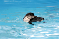 Oiled Wildlife Centre, Rena Oil Spill Disaster, Tauranga, NZ