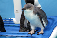 Oiled Wildlife Centre, Rena Oil Spill Disaster, Tauranga, NZ
