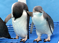 Oiled Wildlife Centre, Rena Oil Spill Disaster, Tauranga, NZ