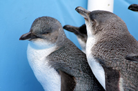 Oiled Wildlife Centre, Rena Oil Spill Disaster, Tauranga, NZ