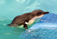 Oiled Wildlife Centre, Rena Oil Spill Disaster, Tauranga, NZ