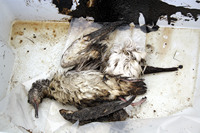 Rena Oil Spill Disaster, Tauranga, NZ