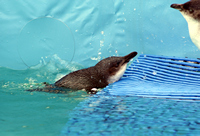 Oiled Wildlife Centre, Rena Oil Spill Disaster, Tauranga, NZ