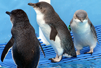 Oiled Wildlife Centre, Rena Oil Spill Disaster, Tauranga, NZ