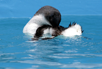 Oiled Wildlife Centre, Rena Oil Spill Disaster, Tauranga, NZ