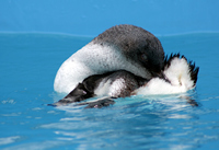 Oiled Wildlife Centre, Rena Oil Spill Disaster, Tauranga, NZ