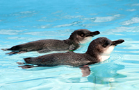 Oiled Wildlife Centre, Rena Oil Spill Disaster, Tauranga, NZ