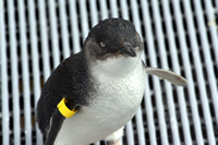 Oiled Wildlife Centre, Rena Oil Spill Disaster, Tauranga, NZ