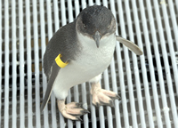 Oiled Wildlife Centre, Rena Oil Spill Disaster, Tauranga, NZ