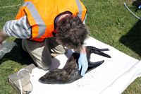Rena Oil Spill Disaster, Tauranga, NZ