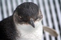 Oiled Wildlife Centre, Rena Oil Spill Disaster, Tauranga, NZ
