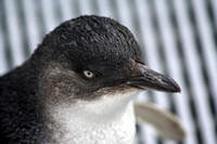 Oiled Wildlife Centre, Rena Oil Spill Disaster, Tauranga, NZ