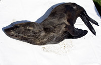 Rena Oil Spill Disaster, Tauranga, NZ