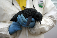 Rena Oil Spill Disaster, Tauranga, NZ