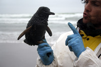 Rena Oil Spill Disaster, Tauranga, NZ