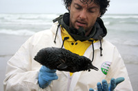 Rena Oil Spill Disaster, Tauranga, NZ