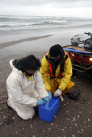 Rena Oil Spill Disaster, Tauranga, NZ