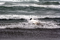 Rena Oil Spill Disaster, Tauranga, NZ