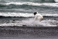 Rena Oil Spill Disaster, Tauranga, NZ