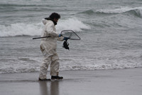 Rena Oil Spill Disaster, Tauranga, NZ