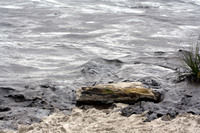 Rena Oil Spill Disaster, Tauranga, NZ