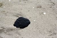 Rena Oil Spill Disaster, Tauranga, NZ