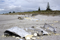 Rena Oil Spill Disaster, Tauranga, NZ