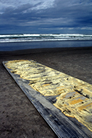 Rena Oil Spill Disaster, Tauranga, NZ