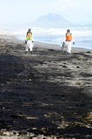 Rena Oil Spill Disaster, Tauranga, NZ