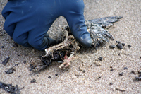 Rena Oil Spill Disaster, Tauranga, NZ