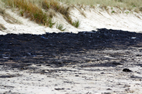 Rena Oil Spill Disaster, Tauranga, NZ