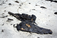 Rena Oil Spill Disaster, Tauranga, NZ