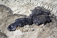 Rena Oil Spill Disaster, Tauranga, NZ