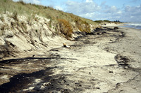 Rena Oil Spill Disaster, Tauranga, NZ
